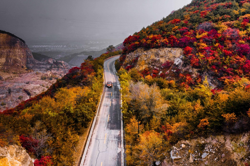 Autumn leaves captivate and draw appreciation