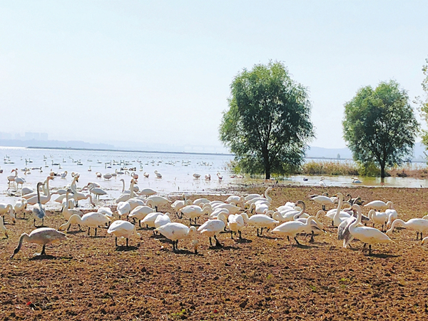 Swans head to Shanxi for winter months