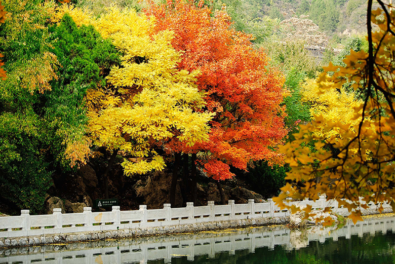 Fall leaves add color to Jinci Temple