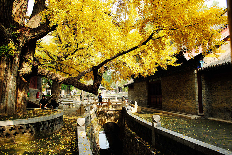 Fall leaves add color to Jinci Temple