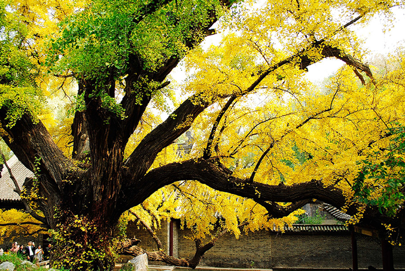 Fall leaves add color to Jinci Temple