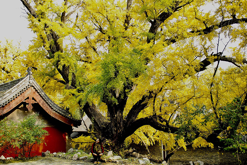 Fall leaves add color to Jinci Temple