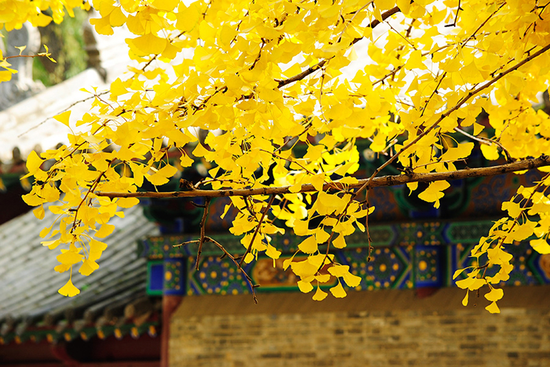 Fall leaves add color to Jinci Temple