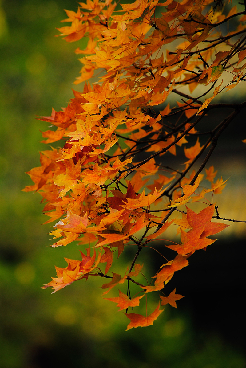 Fall leaves add color to Jinci Temple