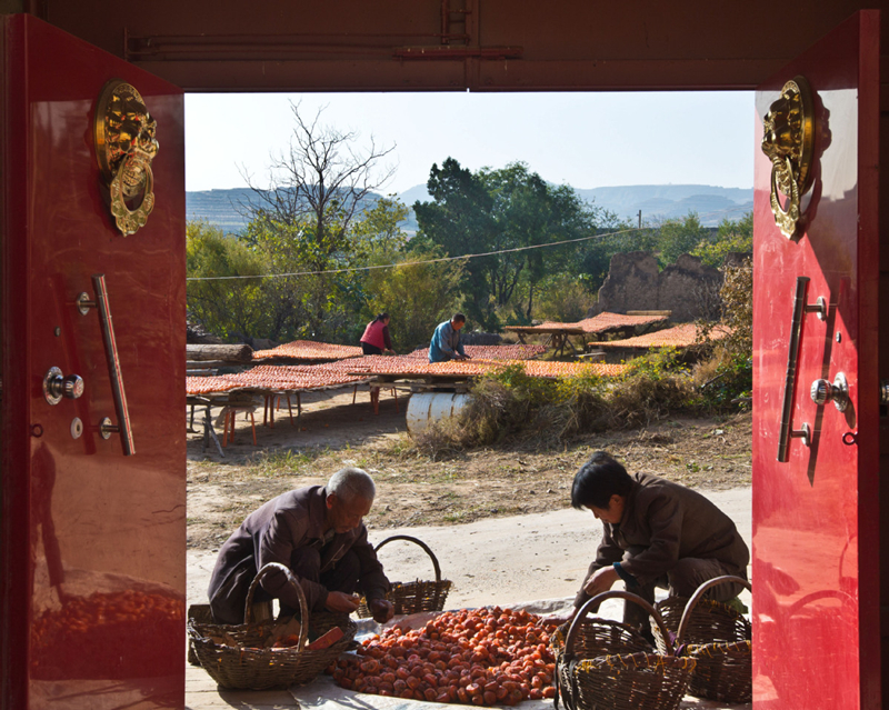 Shanxi villagers make dried persimmons in sweet sunshine