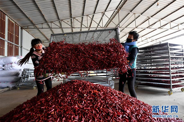 Chilies become Xiangfen county's hot product