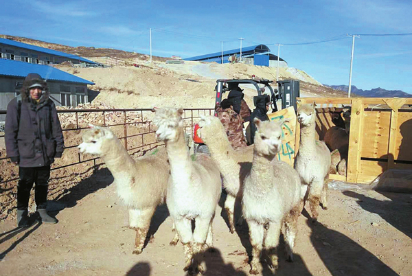 Yangqu county welcomes Australian alpacas