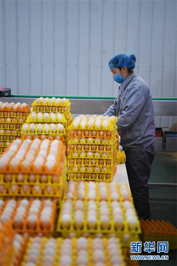 Jishan chicken breeding industry helps local development
