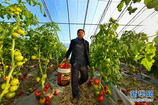 Technology helps Shanxi farmers grow juicy tomatoes