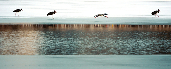 Black storks spotted in Taiyuan