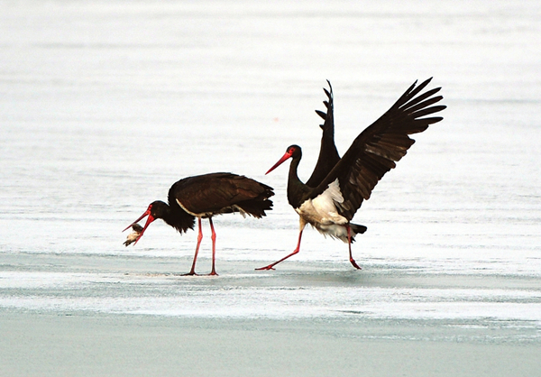 Black storks spotted in Taiyuan