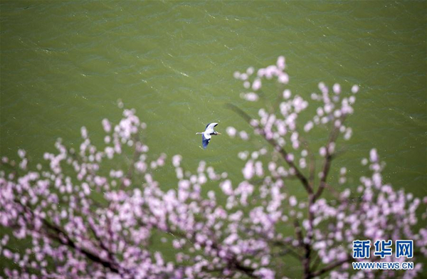 Yellow River nurtures majestic herons