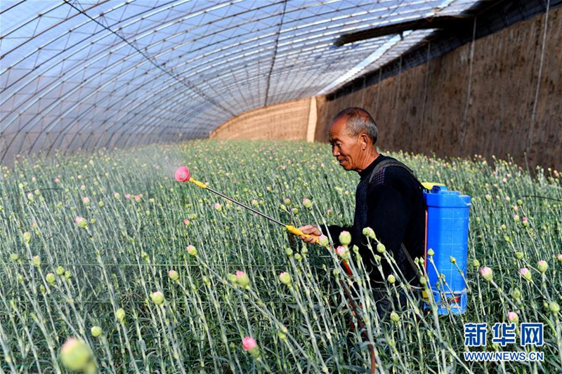 Flowers grow villagers' wealth in rural Shanxi