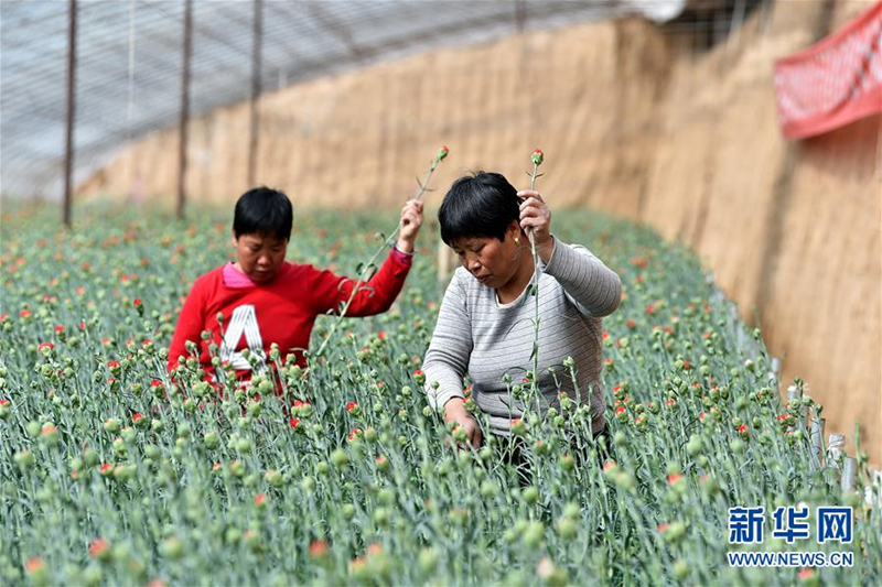 Flowers grow villagers' wealth in rural Shanxi