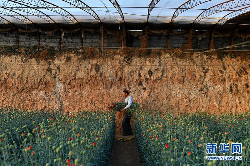 Flowers grow villagers' wealth in rural Shanxi