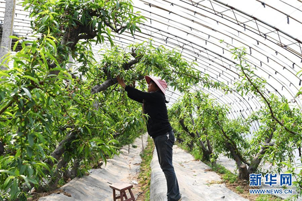 Controlled-environment agriculture favored in Jishan