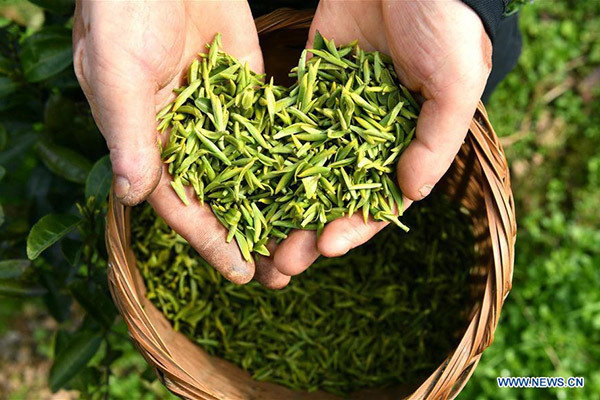 Ancient tea road to be revived