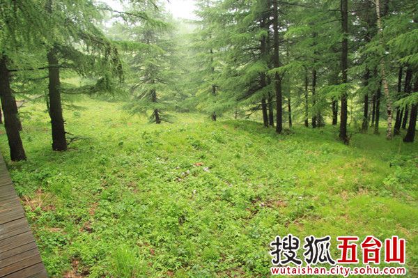 Enjoy a cool summer in Tuoliang Mountain