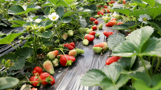 Best places for strawberry picking in Tai'an
