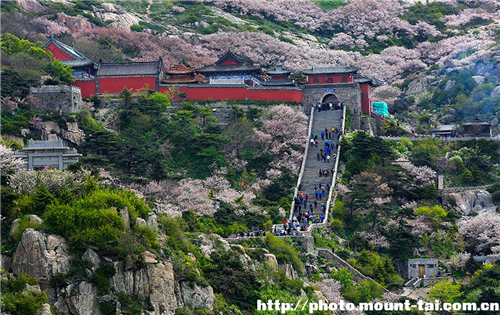 Chinese flowering crabapples blooming in Mount Tai