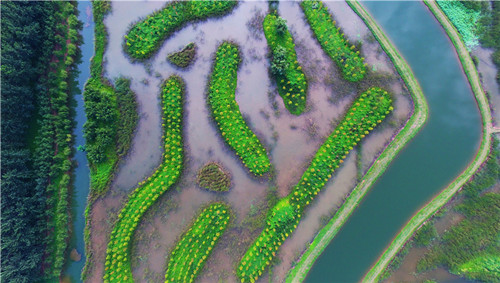 Shandong wetlands: The perfect summer destination