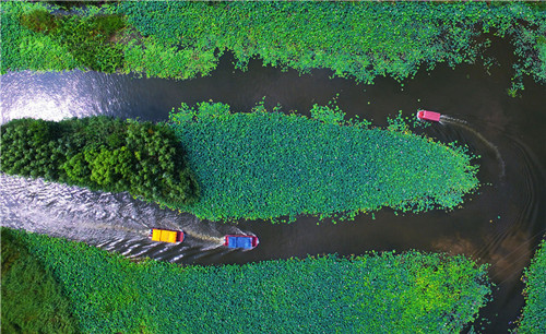 Shandong wetlands: The perfect summer destination