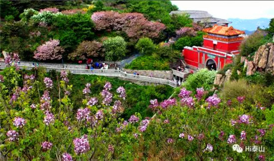 Sea of flowers on Mount Tai