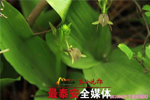 Five wild orchid species found on Mount Tai