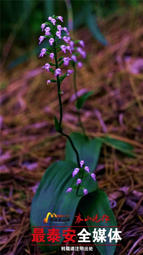 Five wild orchid species found on Mount Tai