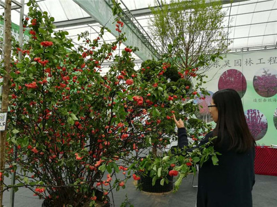 2018 China (Tai'an) Garden Flower and Tree Industry Fair opens