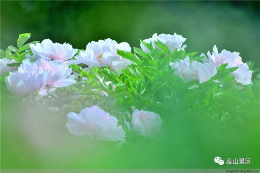 Stunning blossoms adorn Mount Tai