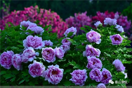 Stunning blossoms adorn Mount Tai