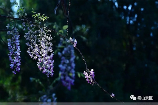 Stunning blossoms adorn Mount Tai