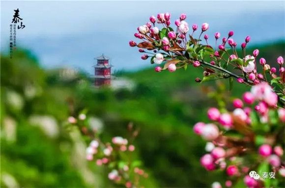 Flowering Chinese crabapples adorn Mount Tai