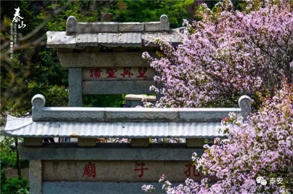 Flowering Chinese crabapples adorn Mount Tai