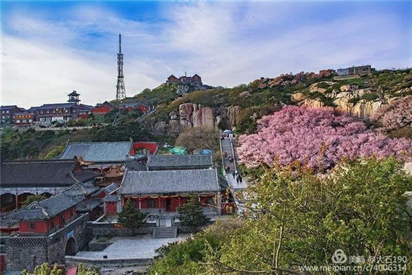 Admire flowering Chinese crabapple at Mount Tai