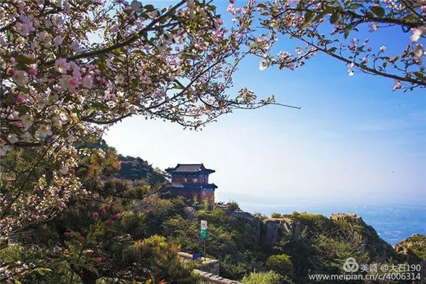Admire flowering Chinese crabapple at Mount Tai