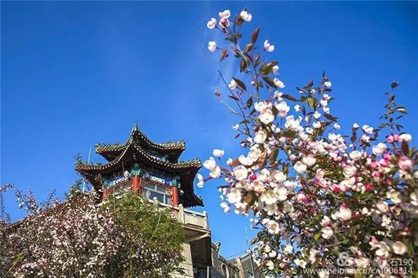 Admire flowering Chinese crabapple at Mount Tai