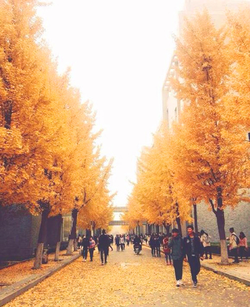 Best places in Tai'an to enjoy beauty of ginkgo trees