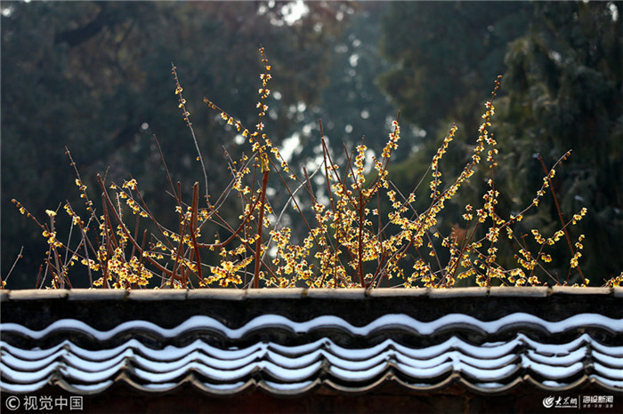 Blooming wintersweet flowers seen at Dai Temple