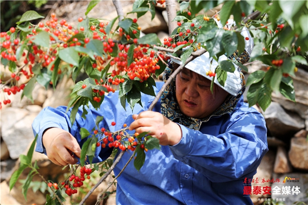 Take a cherry-picking tour to Dayuhe village