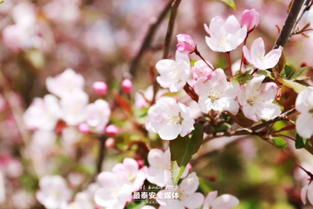 Flowering Chinese crabapples paint Mount Tai