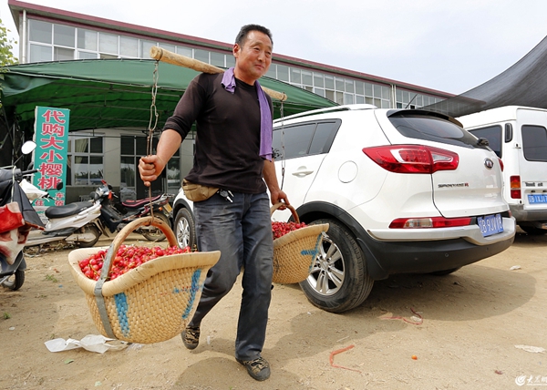 Cherry sales enter peak season in Tai'an