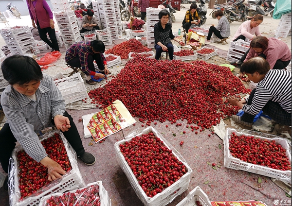 Cherry sales enter peak season in Tai'an