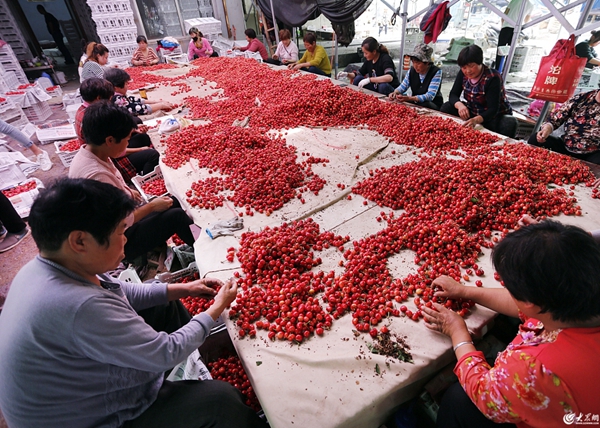 Cherry sales enter peak season in Tai'an