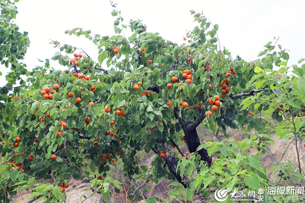 Enjoy picking apricots in Anjiazhuang village