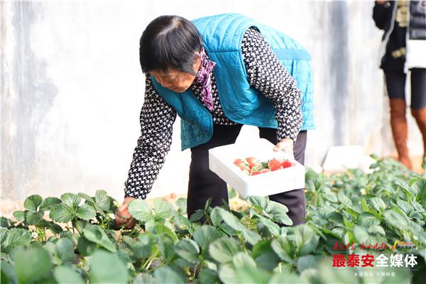 Strawberry season arrives in Tai'an village