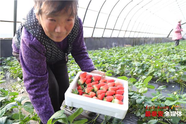 Strawberry season arrives in Tai'an village