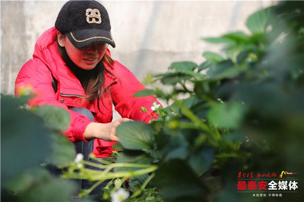 Strawberry season arrives in Tai'an village