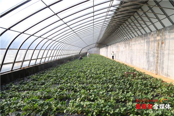 Strawberry season arrives in Tai'an village